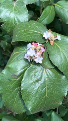 Viburnum carlesii