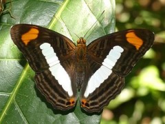 Adelpha iphicleola