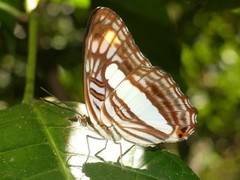 Adelpha iphicleola