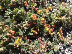 Acmispon heermannii orbicularis