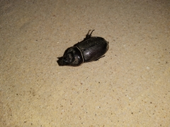 Oryctes rhinoceros