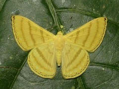 Astraeodes areuta