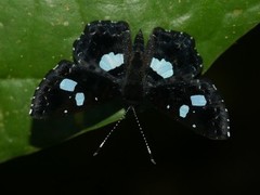 Calydna catana