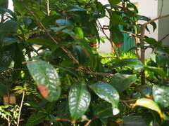 Camellia granthamiana