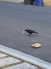 Corvus brachyrhynchos