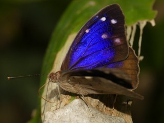 Eunica bechina