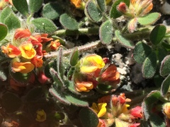 Acmispon heermannii orbicularis