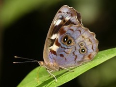 Eunica concordia
