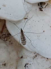 Achyrolimonia decemmaculata