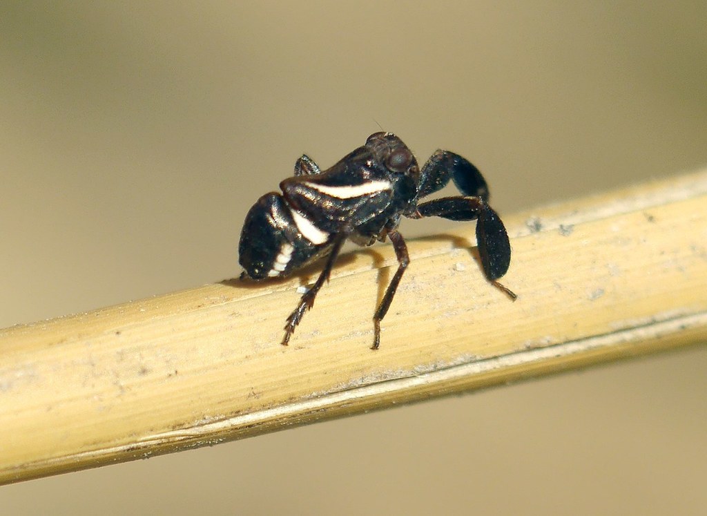 Caliscelis wallengreni
