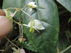 Begonia glabra