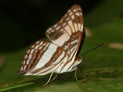 Adelpha capucinus capucinus