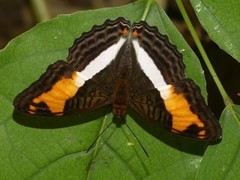 Adelpha capucinus capucinus
