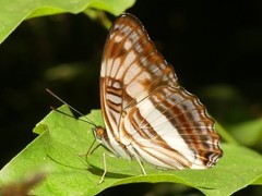 Adelpha capucinus capucinus