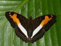 Adelpha capucinus capucinus