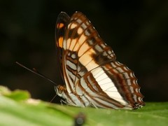 Adelpha capucinus capucinus