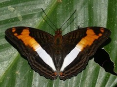 Adelpha capucinus capucinus