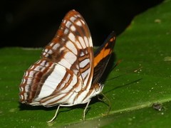 Adelpha capucinus capucinus