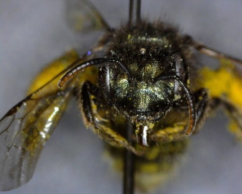 iNaturalist observation photo of Bees