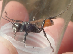 Prionyx lividocinctus