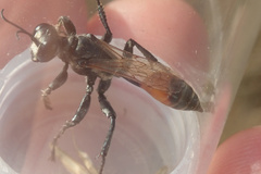 Prionyx lividocinctus