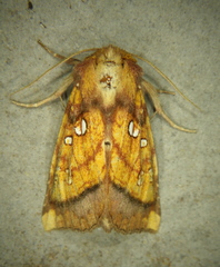 Papaipema harrisii