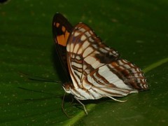 Adelpha capucinus capucinus