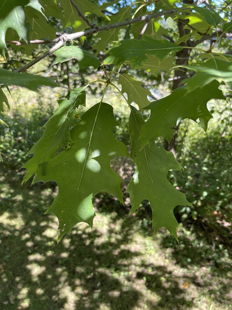 northern-pin-oak-from-vine-ave-highland-park-il-us-on-september-09
