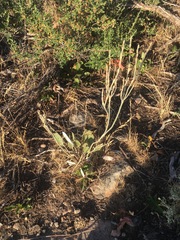 Eriogonum racemosum