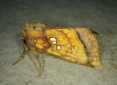 Papaipema harrisii