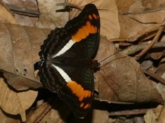 Adelpha amazona