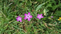 Dianthus guttatus