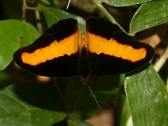 Catonephele salacia