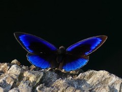 Eunica eurota