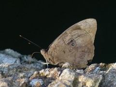 Eunica eurota