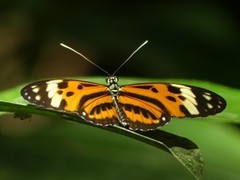 Heliconius ethilla