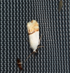 Ponometia elegantula