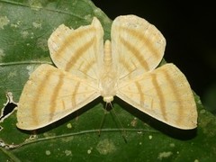 Astraeodes areuta