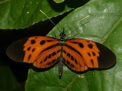 Heliconius numata
