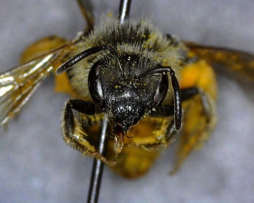 iNaturalist observation photo of Lasioglossum