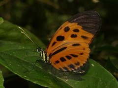 Heliconius numata