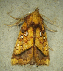 Papaipema harrisii