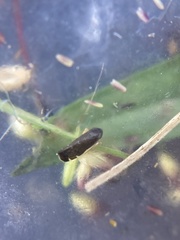 Planicephalus flavocostatus