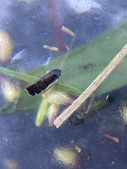 Planicephalus flavocostatus