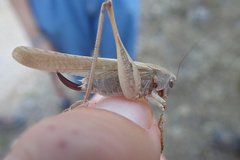 Platycleis intermedia intermedia