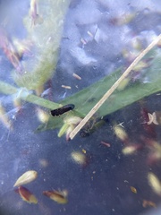 Planicephalus flavocostatus