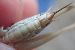 Platycleis intermedia intermedia