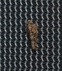 Dixianus utahnus