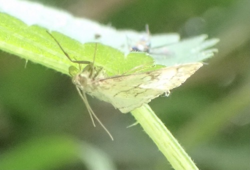 Purple-backed Cabbageworm Moth, Boezemweg, Lexmond, Zuid-Holland, NL, photo 8 of 10
