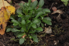 Noccaea bellidifolia